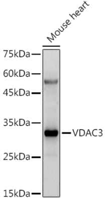 Western Blot: VDAC3 AntibodyAzide and BSA Free [NBP2-94176]